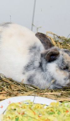 Doro – Zwergkaninchen, Weibchen, 5 Jahre, 90537 Feucht – Foto 4