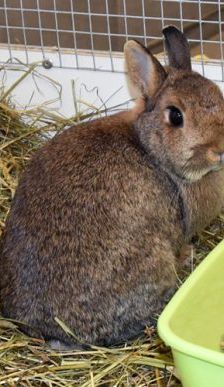 Doro – Zwergkaninchen, Weibchen, 5 Jahre, 90537 Feucht – Foto 5