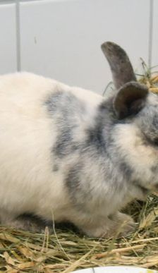 Doro – Zwergkaninchen, Weibchen, 5 Jahre, 90537 Feucht – Foto 6