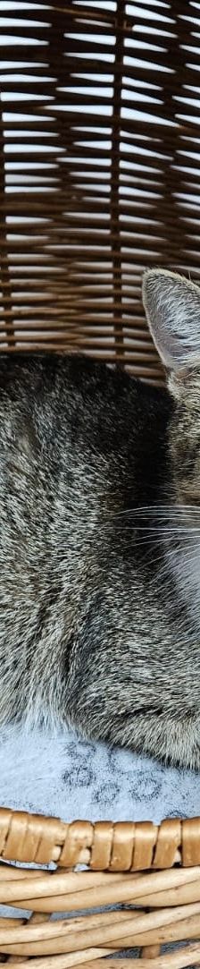 Tina – EKH, Weibchen, 1 Jahr, 97816 Lohr – Foto 1