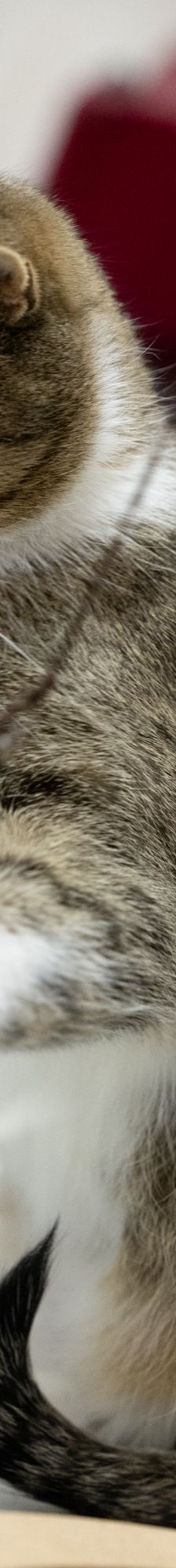 Tina – EKH, Weibchen, 1 Jahr, 97816 Lohr – Foto 11
