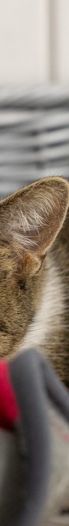 Tina – EKH, Weibchen, 1 Jahr, 97816 Lohr – Foto 13