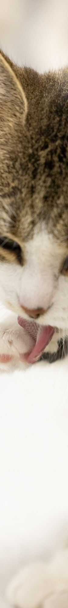 Tina – EKH, Weibchen, 1 Jahr, 97816 Lohr – Foto 15