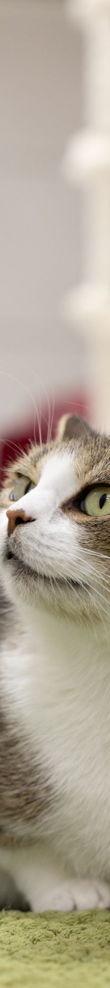 Tina – EKH, Weibchen, 1 Jahr, 97816 Lohr – Foto 17