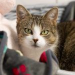Tina – EKH, Weibchen, 1 Jahr, 97816 Lohr – Foto 18