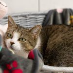 Tina – EKH, Weibchen, 1 Jahr, 97816 Lohr – Foto 19