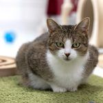 Tina – EKH, Weibchen, 1 Jahr, 97816 Lohr – Foto 20