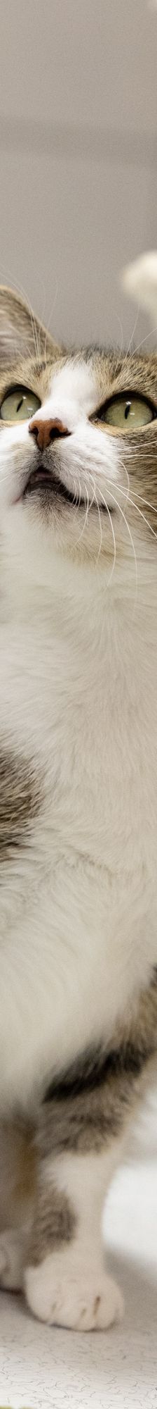 Tina – EKH, Weibchen, 1 Jahr, 97816 Lohr – Foto 4