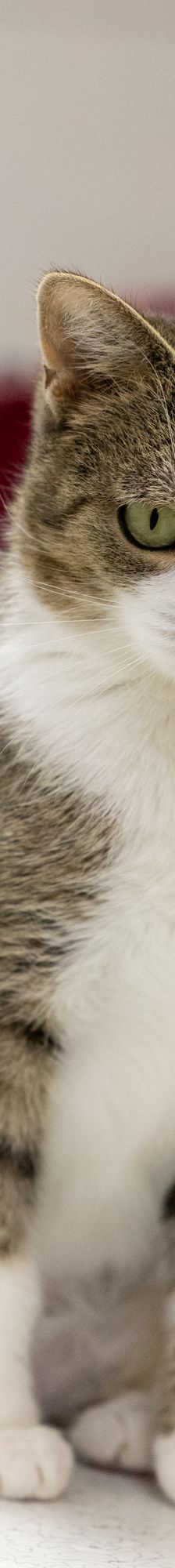 Tina – EKH, Weibchen, 1 Jahr, 97816 Lohr – Foto 10
