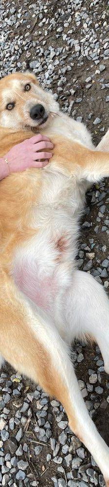 Konan – Mischling, Männchen, 4 Jahre 3 Monate, 65520 Bad Camberg – Foto 14