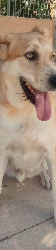 Konan – Mischling, Männchen, 4 Jahre 3 Monate, 65520 Bad Camberg – Foto 3