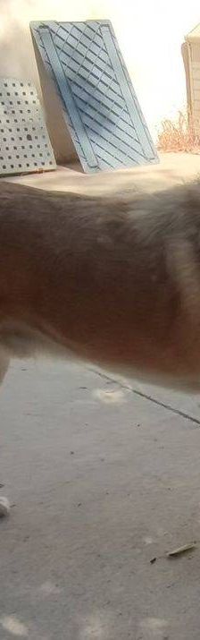 Konan – Mischling, Männchen, 4 Jahre 3 Monate, 65520 Bad Camberg – Foto 5