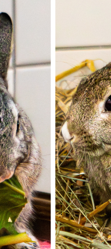 Colin und Constantin – Wildkaninchen Mixe, Männchen, 4 Jahre, 28357 Bremen – Foto 1