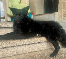 July (Jula) – kroatischer Schäferhund + Border Collie Mischling, Weibchen, Alter unbekannt, Nordic Strays e.V. – Foto 2