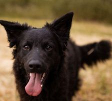 July (Jula) – kroatischer Schäferhund + Border Collie Mischling, Weibchen, Alter unbekannt, Nordic Strays e.V. – Foto 3
