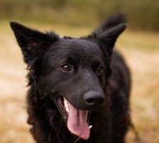 July (Jula) – kroatischer Schäferhund + Border Collie Mischling, Weibchen, Alter unbekannt, Nordic Strays e.V. – Foto 4