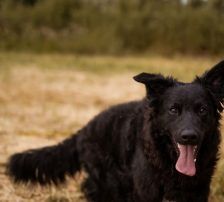 July (Jula) – kroatischer Schäferhund + Border Collie Mischling, Weibchen, Alter unbekannt, Nordic Strays e.V. – Foto 5
