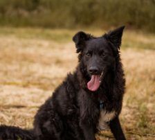 July (Jula) – kroatischer Schäferhund + Border Collie Mischling, Weibchen, Alter unbekannt, Nordic Strays e.V. – Foto 6