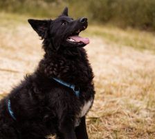 July (Jula) – kroatischer Schäferhund + Border Collie Mischling, Weibchen, Alter unbekannt, Nordic Strays e.V. – Foto 7