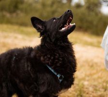 July (Jula) – kroatischer Schäferhund + Border Collie Mischling, Weibchen, Alter unbekannt, Nordic Strays e.V. – Foto 8