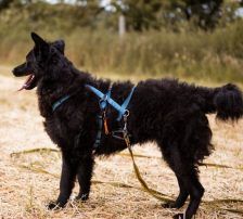 July (Jula) – kroatischer Schäferhund + Border Collie Mischling, Weibchen, Alter unbekannt, Nordic Strays e.V. – Foto 9