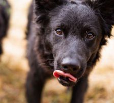 July (Jula) – kroatischer Schäferhund + Border Collie Mischling, Weibchen, Alter unbekannt, Nordic Strays e.V. – Foto 10