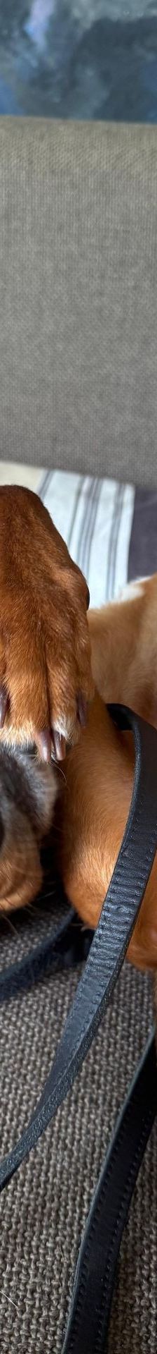 Jana – Bracken Mischling, Weibchen, Alter unbekannt, Nordic Strays e.V. – Foto 1