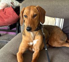Jana – Bracken Mischling, Weibchen, Alter unbekannt, Nordic Strays e.V. – Foto 2