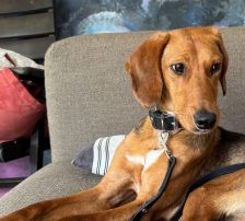 Jana – Bracken Mischling, Weibchen, Alter unbekannt, Nordic Strays e.V. – Foto 3