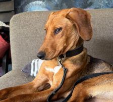 Jana – Bracken Mischling, Weibchen, Alter unbekannt, Nordic Strays e.V. – Foto 4