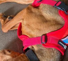 Jana – Bracken Mischling, Weibchen, Alter unbekannt, Nordic Strays e.V. – Foto 5