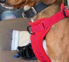 Jana – Bracken Mischling, Weibchen, Alter unbekannt, Nordic Strays e.V. – Foto 6