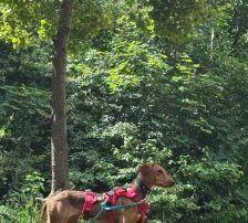 Jana – Bracken Mischling, Weibchen, Alter unbekannt, Nordic Strays e.V. – Foto 7