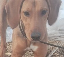 Jana – Bracken Mischling, Weibchen, Alter unbekannt, Nordic Strays e.V. – Foto 8