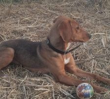 Jana – Bracken Mischling, Weibchen, Alter unbekannt, Nordic Strays e.V. – Foto 9