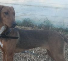 Jana – Bracken Mischling, Weibchen, Alter unbekannt, Nordic Strays e.V. – Foto 10