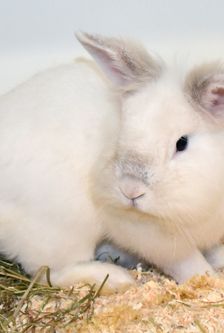 Max – Löwenkopfmix-Zwergkaninchen, Männchen, Alter unbekannt, 90537 Feucht – Foto 1