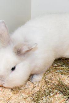 Max – Löwenkopfmix-Zwergkaninchen, Männchen, Alter unbekannt, 90537 Feucht – Foto 2