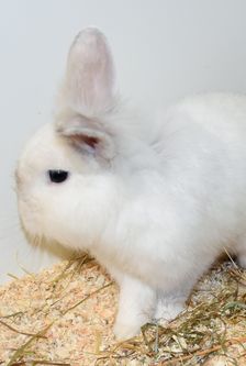 Max – Löwenkopfmix-Zwergkaninchen, Männchen, Alter unbekannt, 90537 Feucht – Foto 3