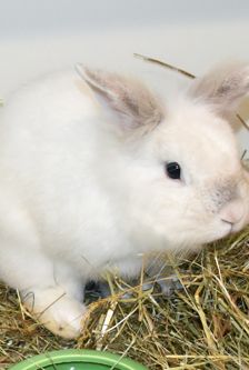 Max – Löwenkopfmix-Zwergkaninchen, Männchen, Alter unbekannt, 90537 Feucht – Foto 4