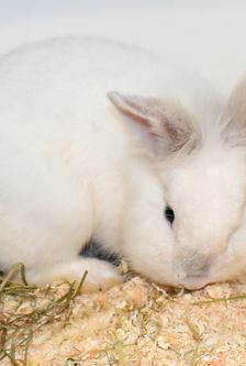 Max – Löwenkopfmix-Zwergkaninchen, Männchen, Alter unbekannt, 90537 Feucht – Foto 5