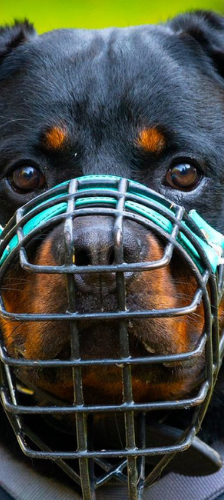 Han Solo – Rottweiler, Männchen, 1 Jahr 5 Monate, 28357 Bremen – Foto 1