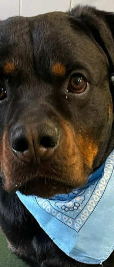 Han Solo – Rottweiler, Männchen, 1 Jahr 5 Monate, 28357 Bremen – Foto 2