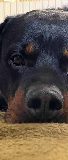 Han Solo – Rottweiler, Männchen, 1 Jahr 5 Monate, 28357 Bremen – Foto 3