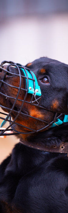 Han Solo – Rottweiler, Männchen, 1 Jahr 5 Monate, 28357 Bremen – Foto 4