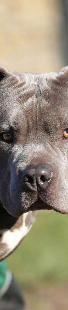 Ronny – Staffordshire-Mix, Männchen, 3 Jahre 7 Monate, 13057 Berlin – Foto 1