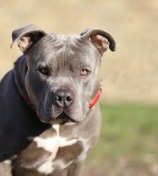 Ronny – Staffordshire-Mix, Männchen, 3 Jahre 7 Monate, 13057 Berlin – Foto 2