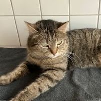 Lumina – EKH, getigert, Weibchen, 1 Jahr, 90537 Feucht – Foto 1