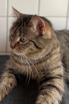Lumina – EKH, getigert, Weibchen, 1 Jahr, 90537 Feucht – Foto 2