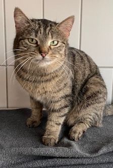 Lumina – EKH, getigert, Weibchen, 1 Jahr, 90537 Feucht – Foto 3